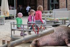 Der Karrusselflitzer