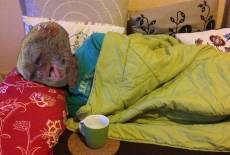 Der Leidensweg des Mannes