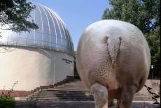 Gesundheitsprojekt Darmsanierung