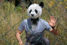 lausitzDADDY - der Live-Panda