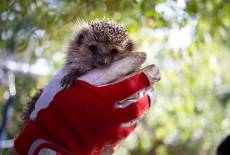 Ein Zuhause für Igel