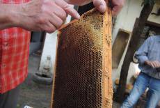 Nachwuchs-Imker und Bienenfreunde aufgepasst!
