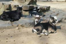 Tierisch gut und einfach süß