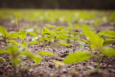 Gesundes & Leckeres aus Lausitzer Hanf