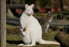 Zwei Schneeflöckchen im Zoo
