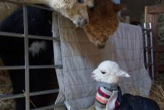 Knuffiges Wollnäschen auf der Alpaca Finca