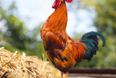 Familien raus aufs Land!