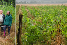 Die mit dem grünen Daumen