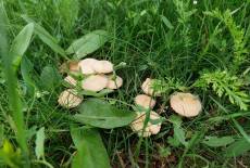 Auf die Pilze, fertig, los!