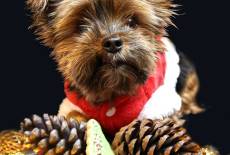 Wir suchen: Die beste Weihnachtsbäckerei 2025