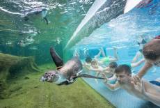 Planschen und Chillen mit Pinguinen