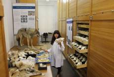 Wolfsforschung bei Senckenberg in Görlitz
