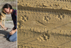 Ausflug in die Welt der Wölfe