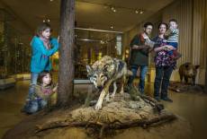 Ameisenbär, Wolf & Zwergmaus: Naturkunde im Museum