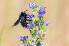 Bienenschutz vor der Haustür
